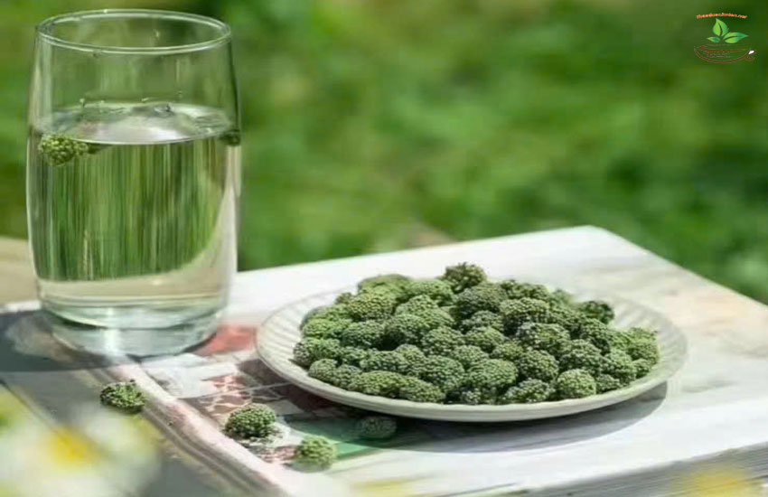 hướng dẫn cách dùng nụ tam thất