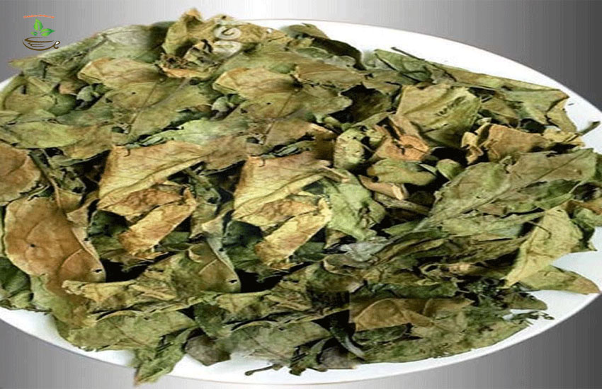 hướng dẫn cách dùng xạ đen trị bệnh