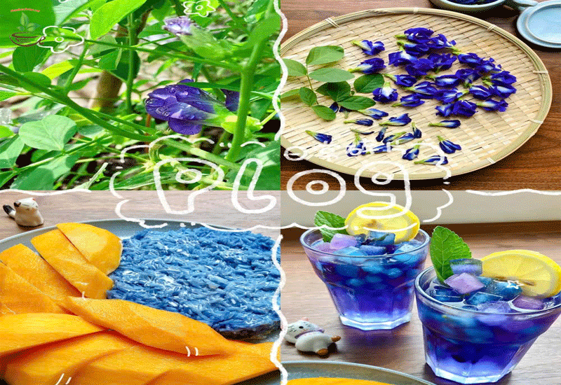 hoa đậu biếc khô