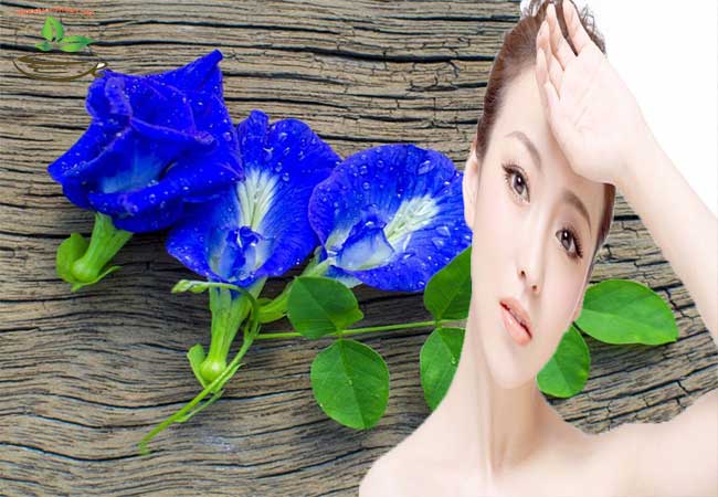 Hoa đậu biếc giảm cân trị mụn