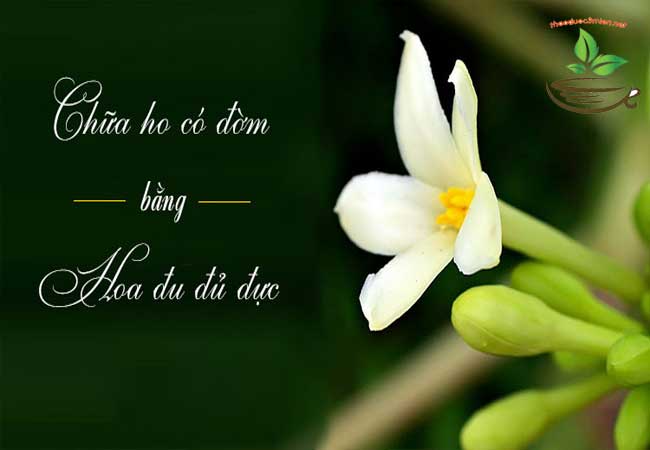 Hoa đu đủ đực trị ho