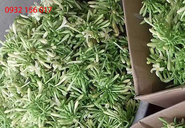 hoa đu đủ đực trị ung thư