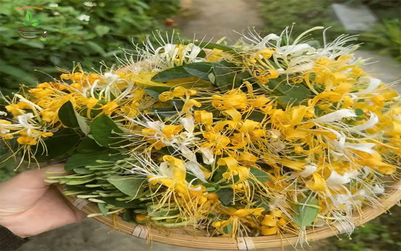 hoa kim ngân