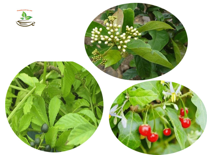 kết hợp giảo cổ lam xạ đen và ca gai