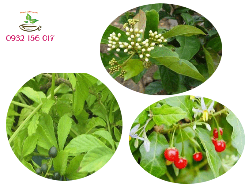kết hợp cà gai xạ đen và giảo cổ lam