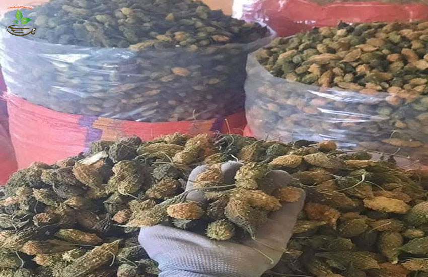 khổ qua rừng trị tiểu đường