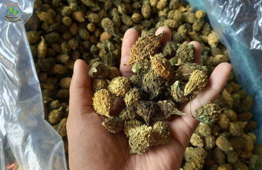 lợi-ích-của-uống-khổ-qua-rừng