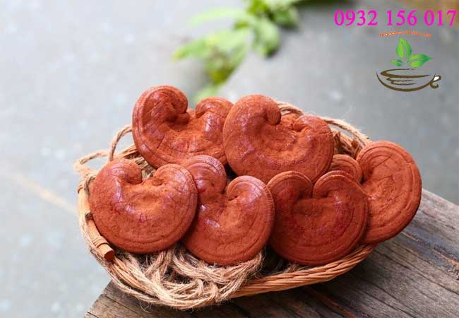 nấm linh chi đỏ hàn quốc