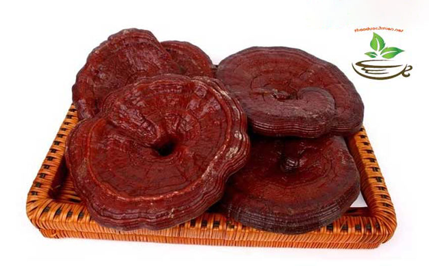 nấm linh chi đỏ
