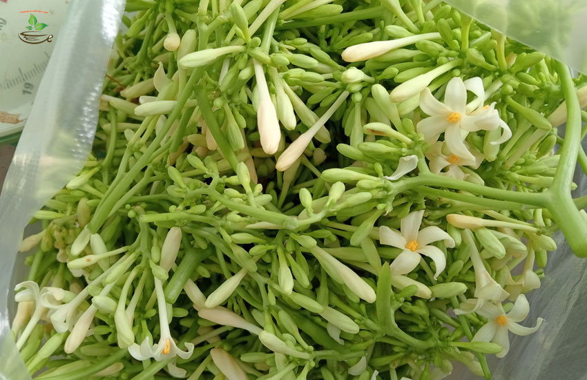 nấu ăn hoa đu đủ đực