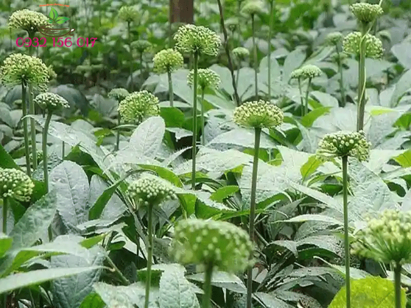 nụ tam thất trị tim mạch
