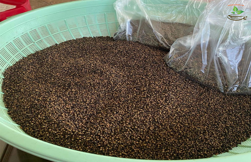 nụ vối ngừa tiểu đường gout