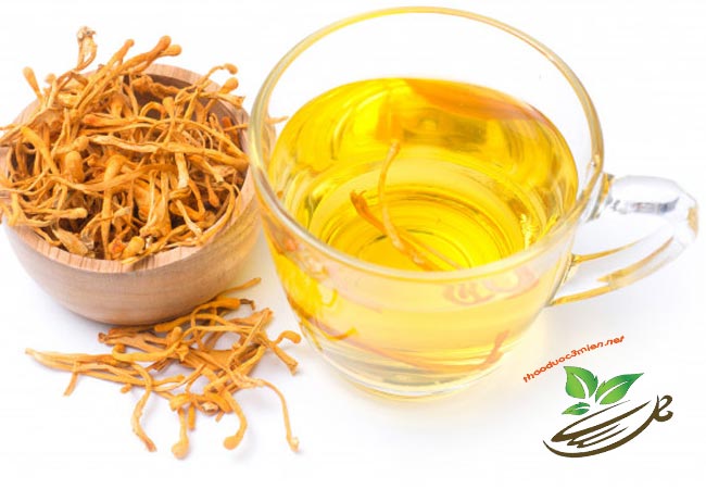 Nấm đông trùng hạ thảo