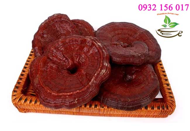 nấm linh chi đỏ