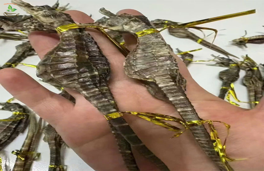 ngâm rượu cá ngựa