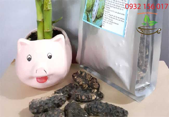 ngâm rượu quả nhàu trị bệnh