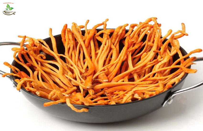 những công dụng của nấm đông trùng hậ thảo