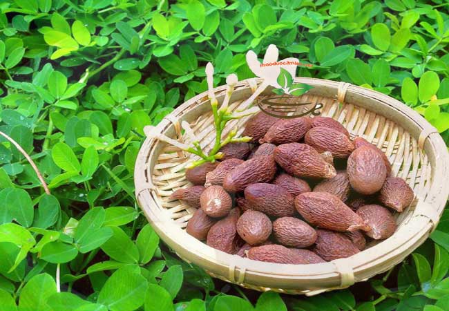 Những tác dụng của hạt đười ươi bay