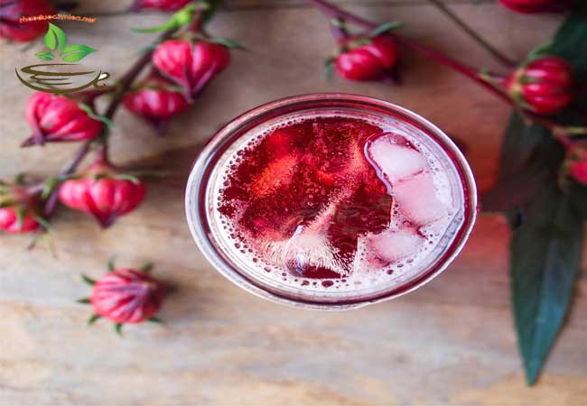 nơi trồng hoa atiso đỏ hibiscus bụp giấm