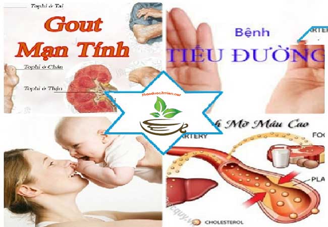 nụ vối trị tiểu đường