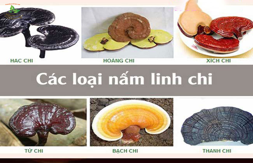 phân biệt các loại nấm linh chi 