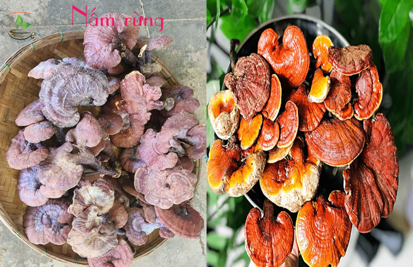 phân biệt nấm linh trồng và rừng