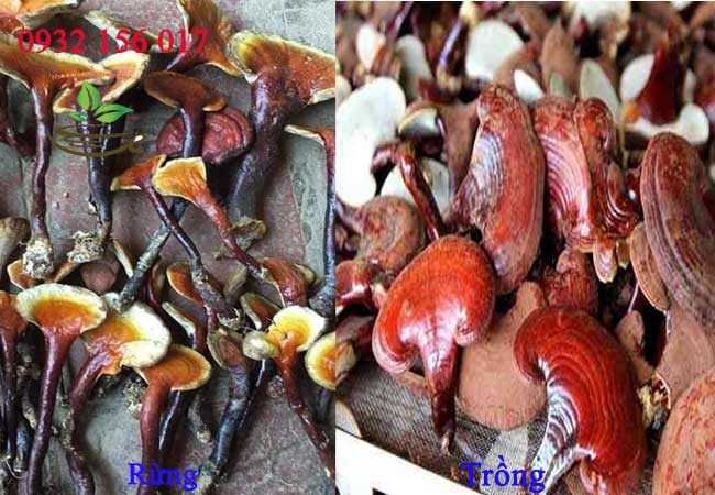 phân biệt nấm lim trồng và rừng