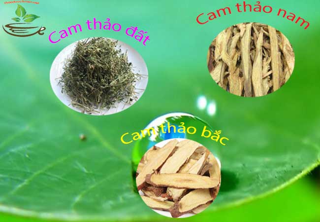 Phân biệt các loại cam thảo