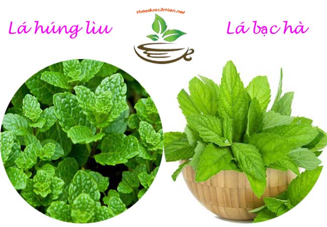 Phân biệt lá húng lìu và lá bạc hà