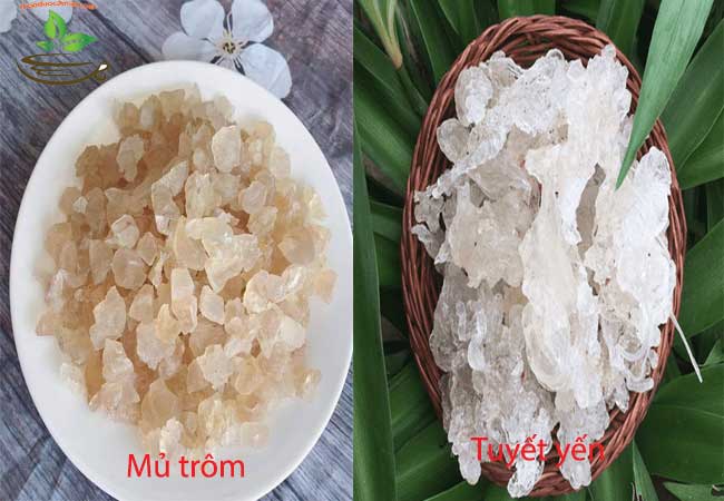 Phân biệt mủ trôm với tuyết yến