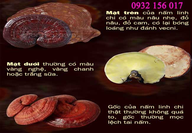 phân biệt nấm linh chi đỏ
