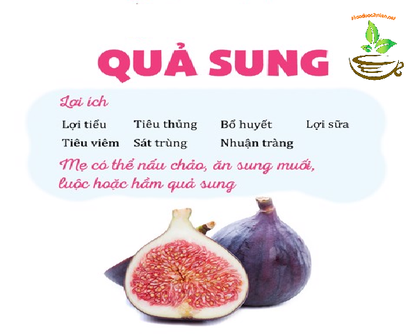 Quả sung - trái sung lợi sữa giảm béo