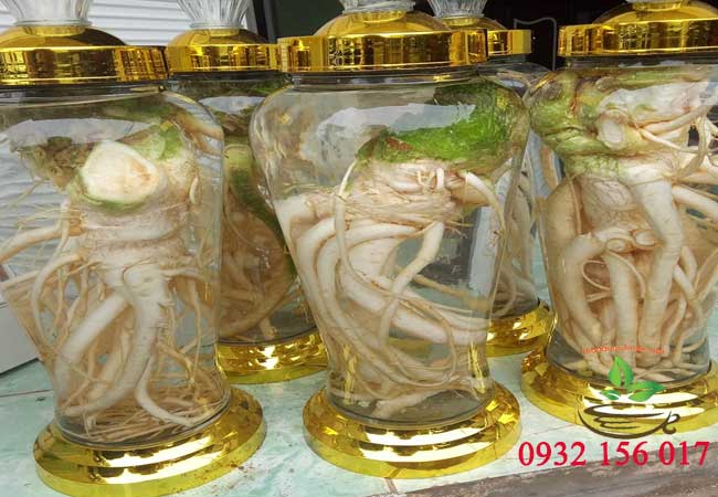 rễ đinh lăng trị yếu sinh lý