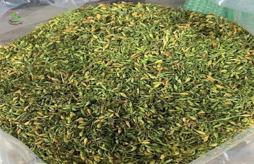 hoa đu đủ đực trị tểu đường ung thư