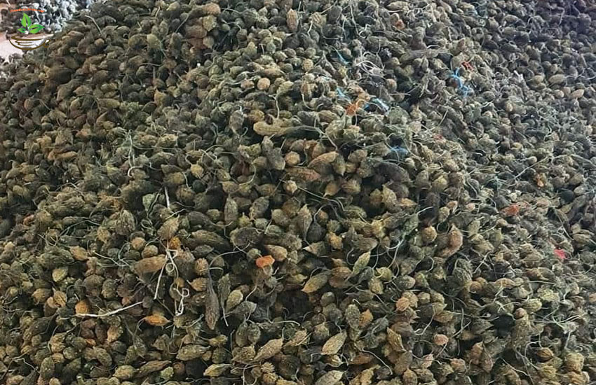 sấy trà khổ qua rừng