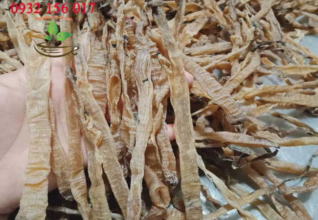 sá sùng trị ho lâu ngày