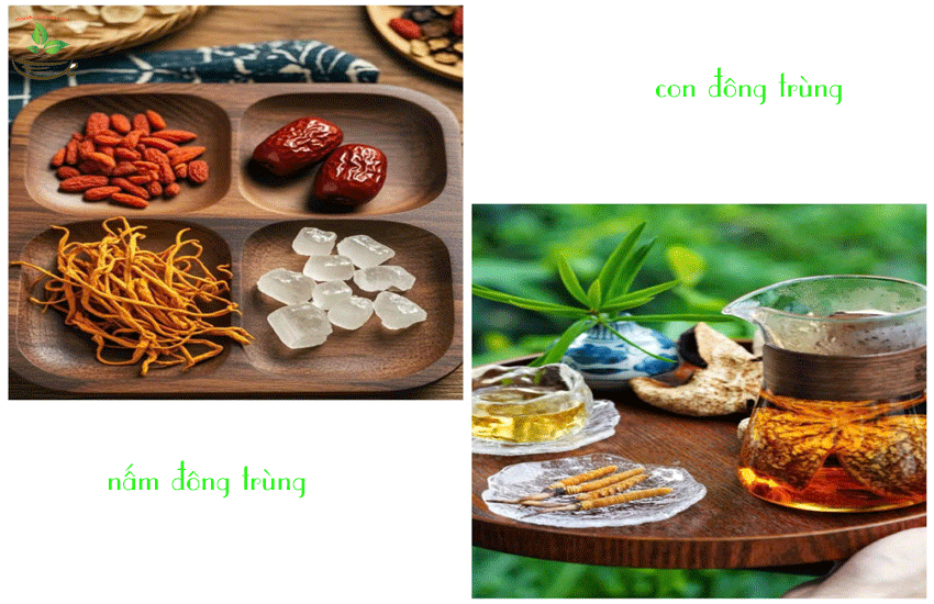 tác dụng của nấm đông trùng