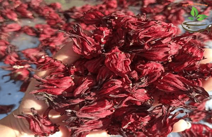 Tác dụng hoa atiso đỏ