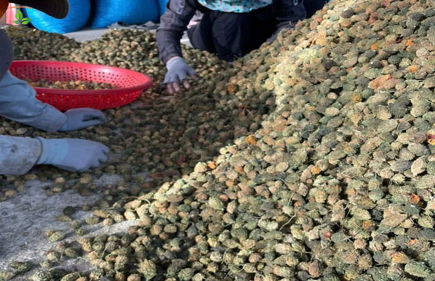 tác dụng khổ qua với sức khoẻ