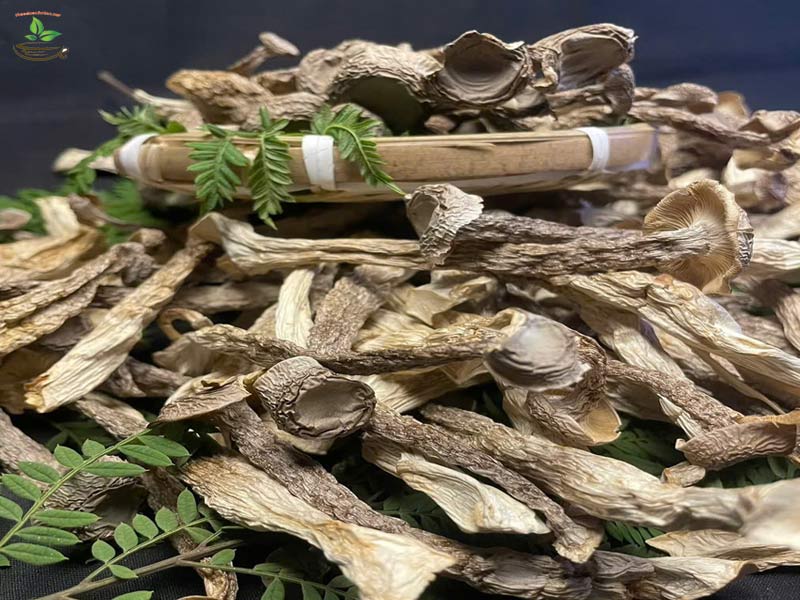 Tác dụng của nấm lộc nhung
