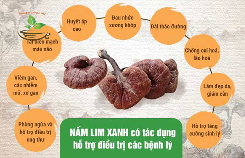 tác dụng chính của nấm lim rừng