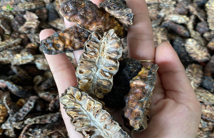 tác dụng của quả nhàu