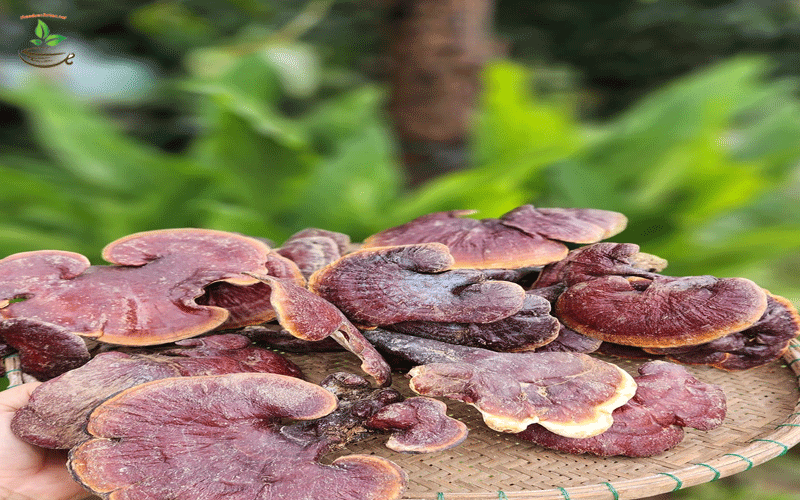 tác dụng của nấm lim xanh rừng