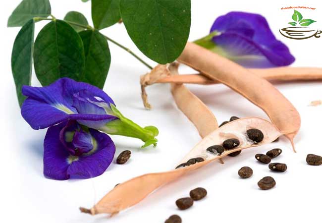 Tac dung của hoa đậu biếc