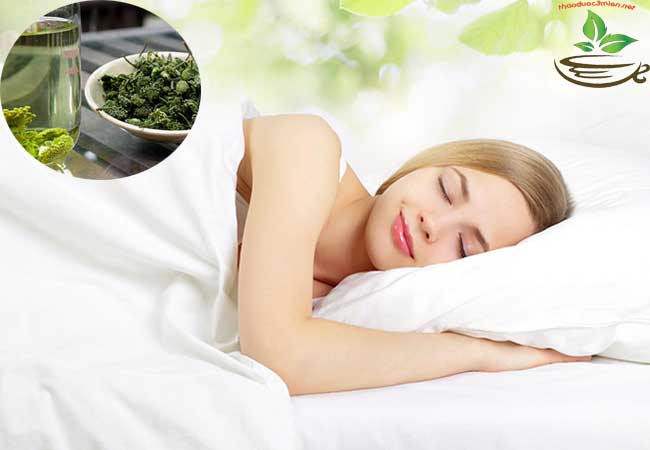 tác dụng của nụ tam thất bao tử
