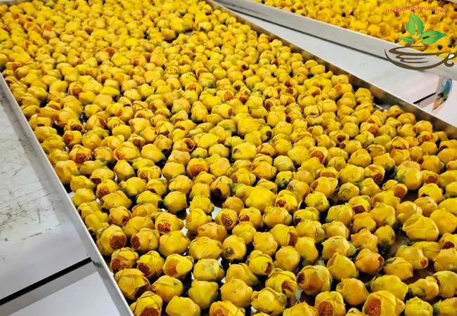 Tác dụng của trà hoa vàng