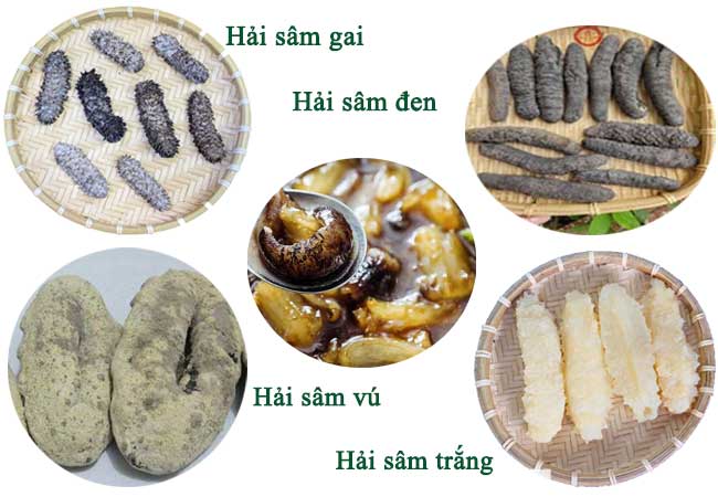tác dụng của hải sâm