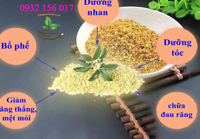 tác dụng hoa mộc quế