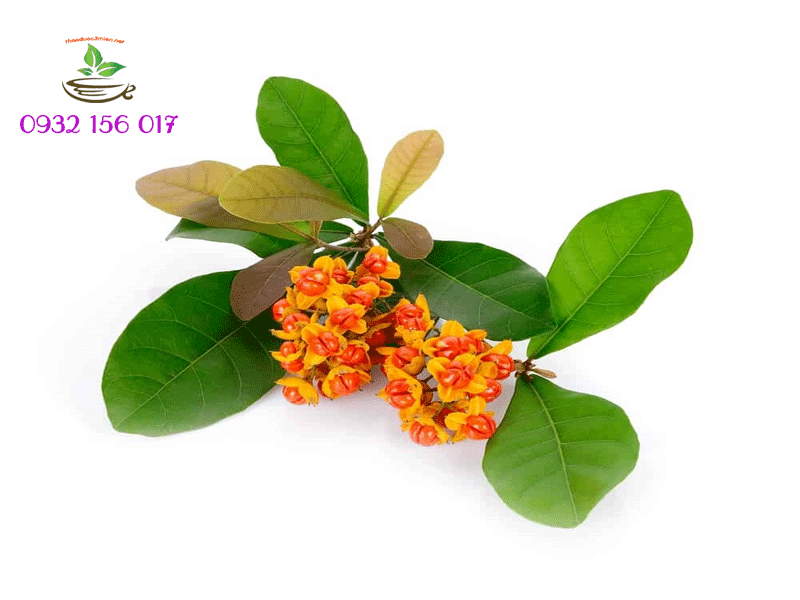 tác dụng xạ đen