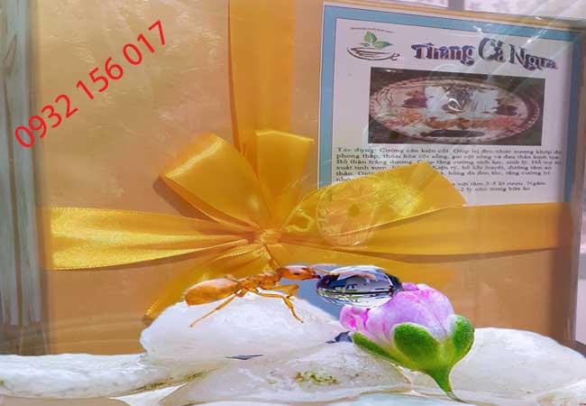 thang rượu cá ngựa
